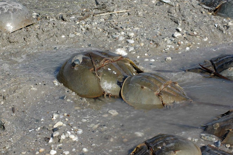 Мечехвост Limulus Polyphemus