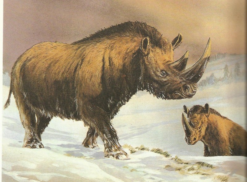 Сибирский Единорог (Elasmotherium)