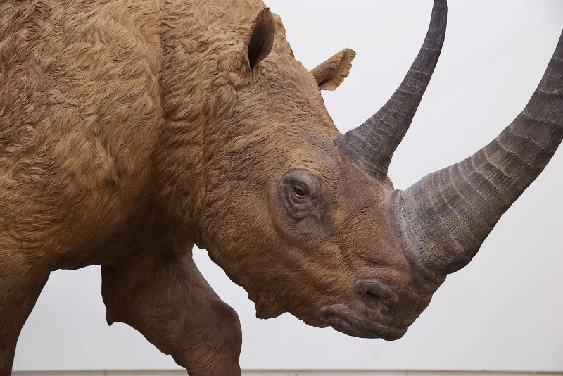 Сибирский Единорог (Elasmotherium)