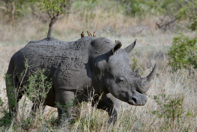 Волосатый носорог (62 фото)