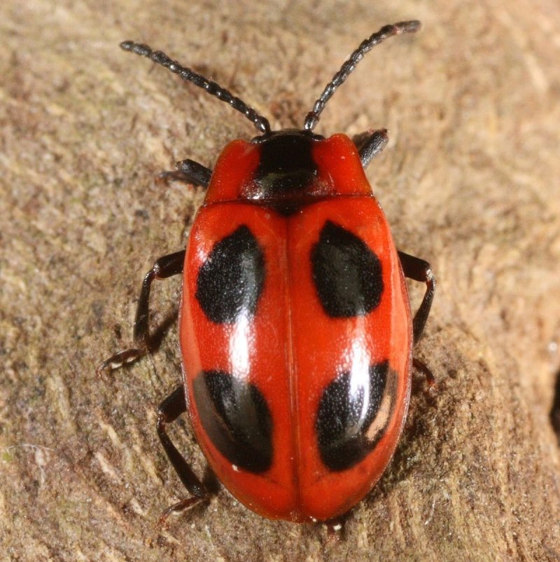 Клоп-солдатик – Pyrrhocoris apterus