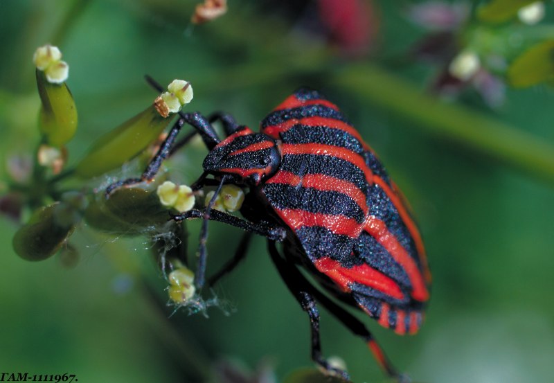 Красно черный жук (66 фото)