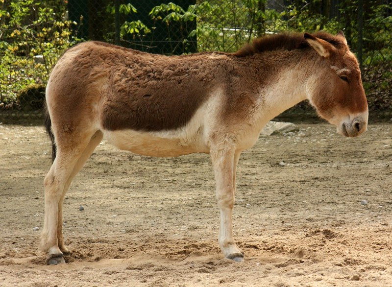 Дикий осел Кианг