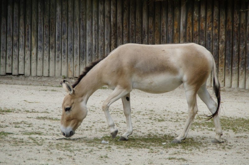 Ослы куланы