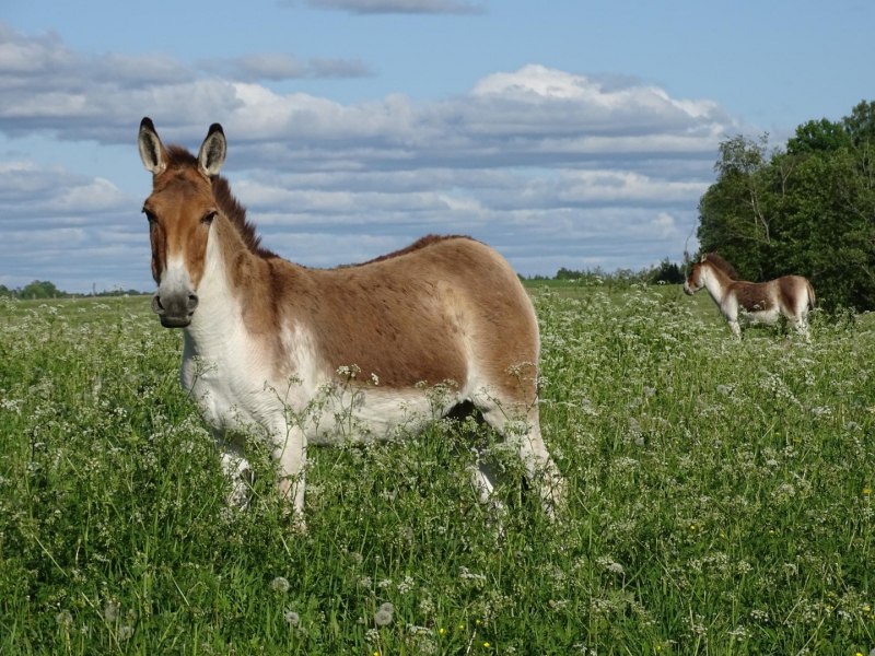 Дикий осел Кианг