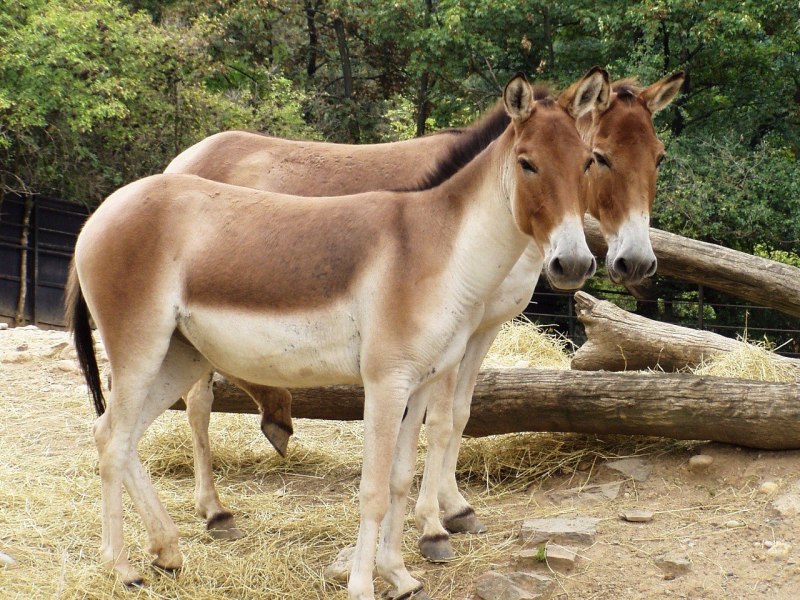Кианг (Equus Kiang)