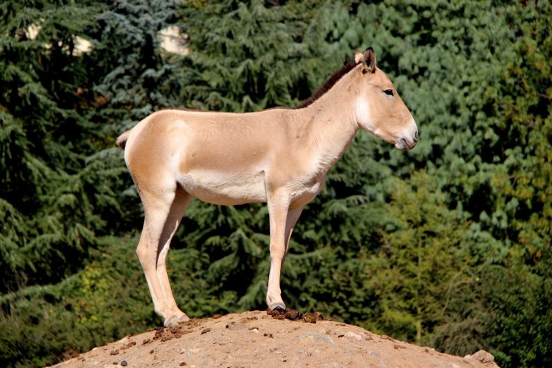 Кулан Equus hemionus