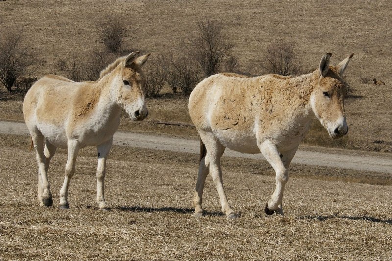 Дикий нубийский осел