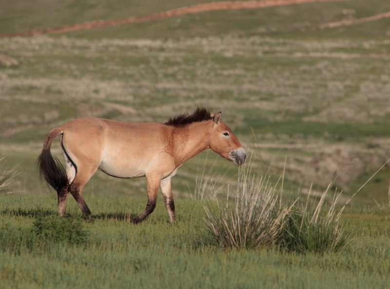 Кианг (Equus Kiang)