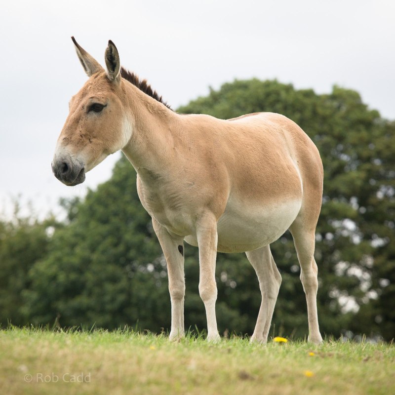 Кулан Equus hemionus