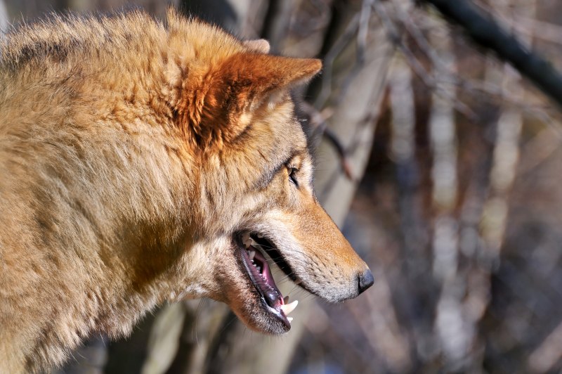 Американская Тундровая овчарка American Tundra Shepherd