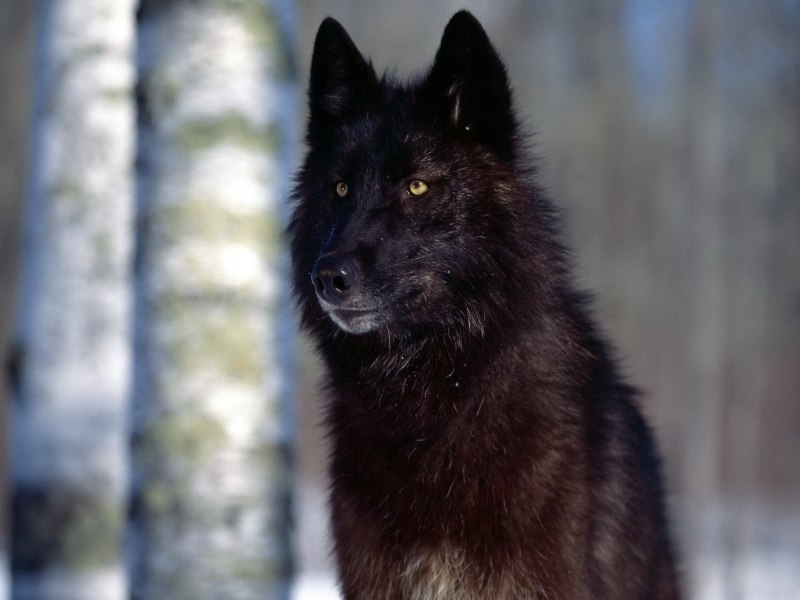 Бурая волчица (62 фото)