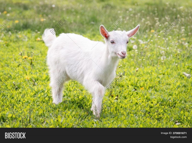 Goatie pictures