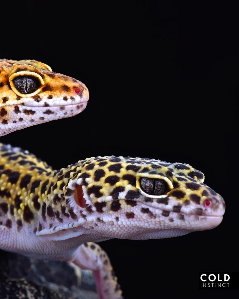 Эублефар (Eublepharis macularius)