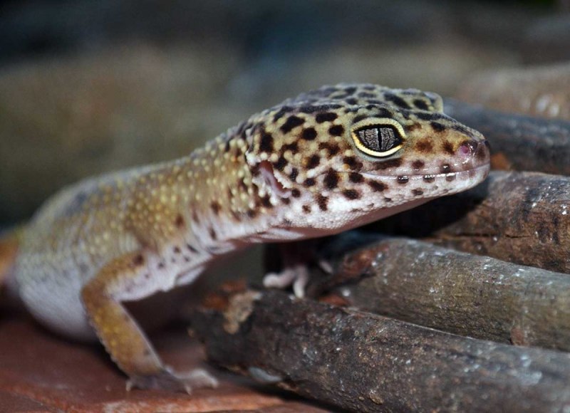 Геккон Королевский (Gekko monarchus)