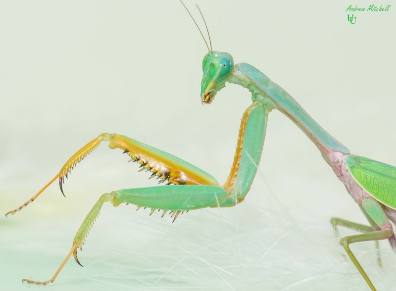 Hierodula venosa богомол