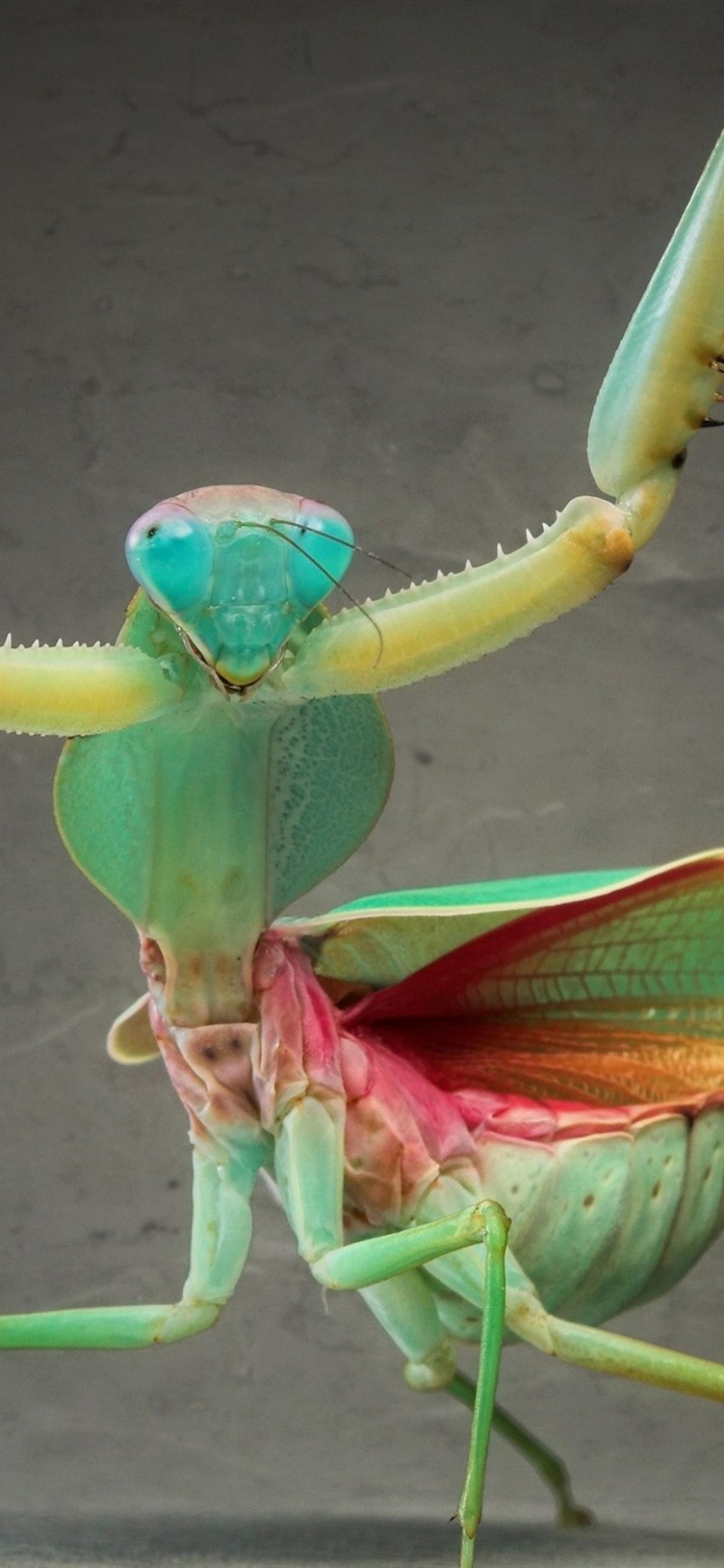 Богомол Idolomantis diabolica