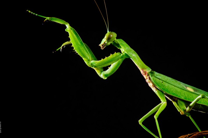 Богомол Mantis