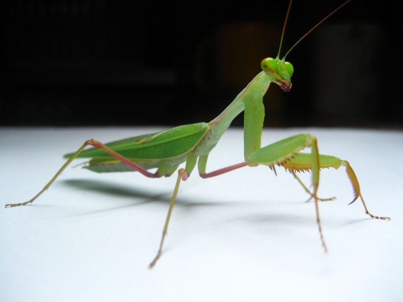Sphodromantis baccettii