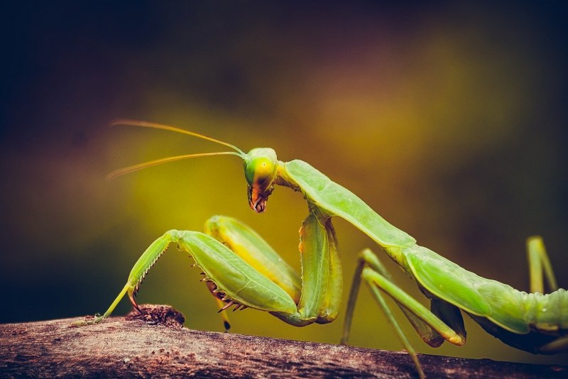 Hierodula SP. Vietnam богомол