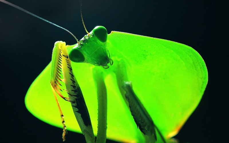 Ischnomantis Gigas богомол