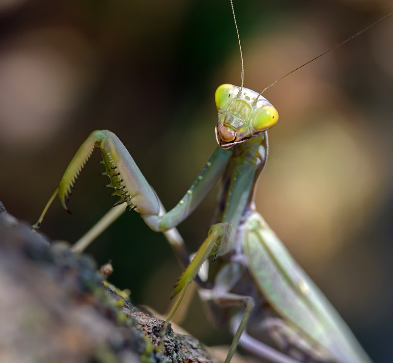Богомол Idolomantis diabolica