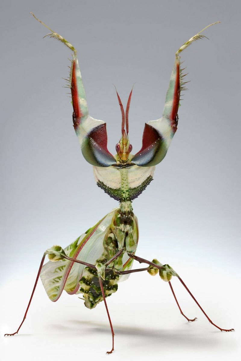 Земляной богомол (Geomantis Larvoides)