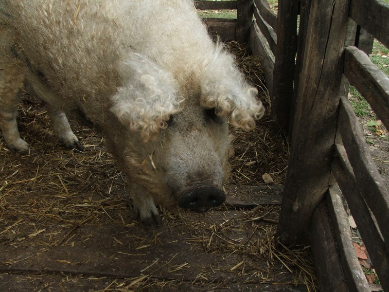 Kunekune Pig