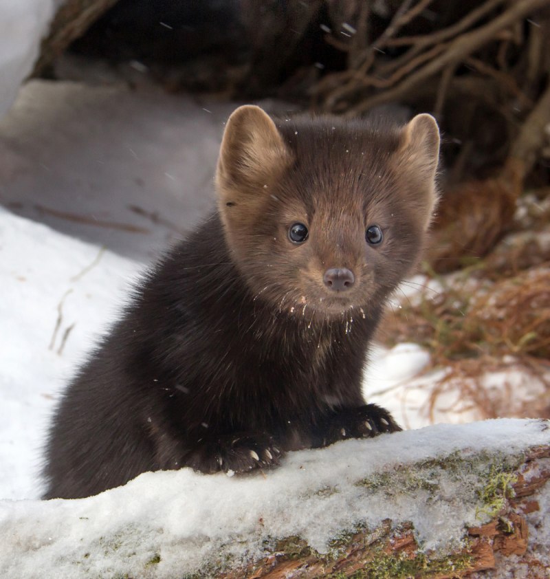 Американская норка (Mustela Vison)