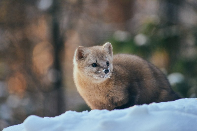 Курильский Соболь