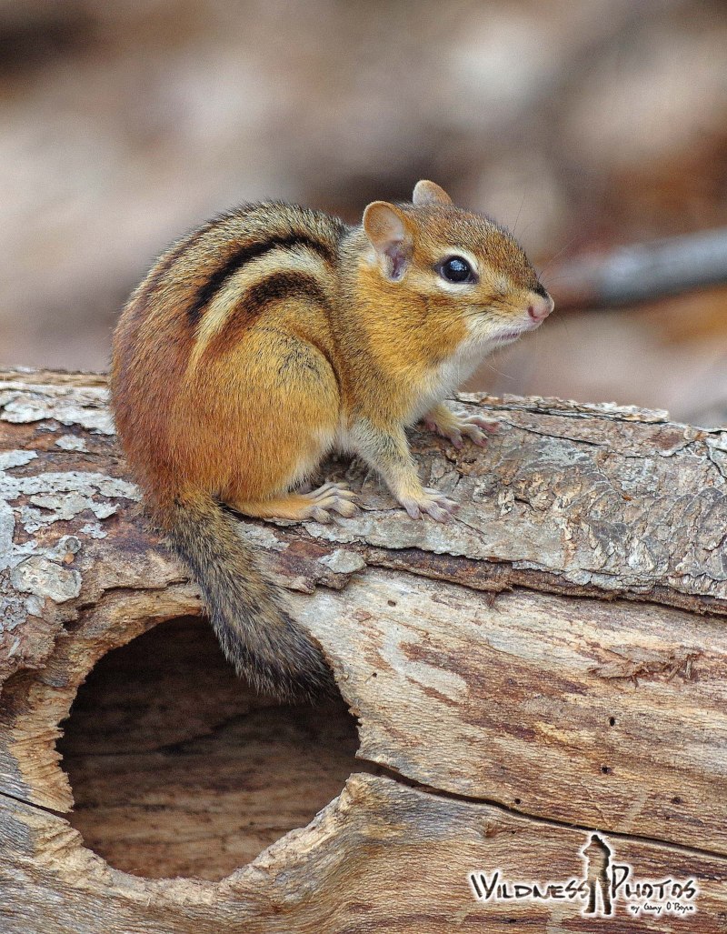 Восточный бурундук (Tamias striatus