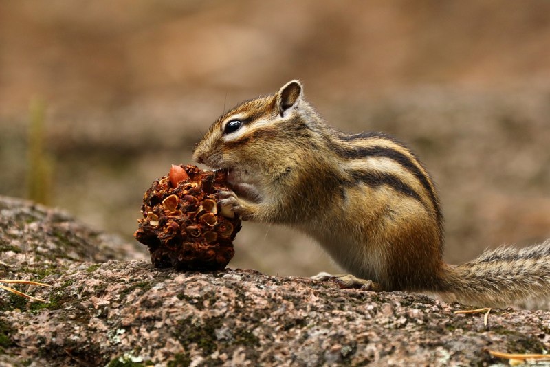 Восточный бурундук (Tamias striatus