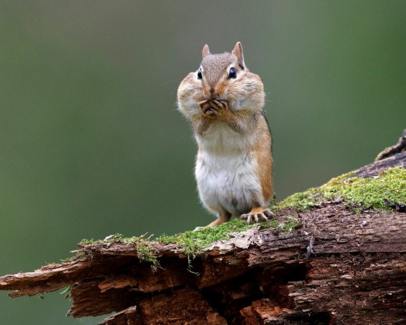 Американский бурундук (Tamias striatus)