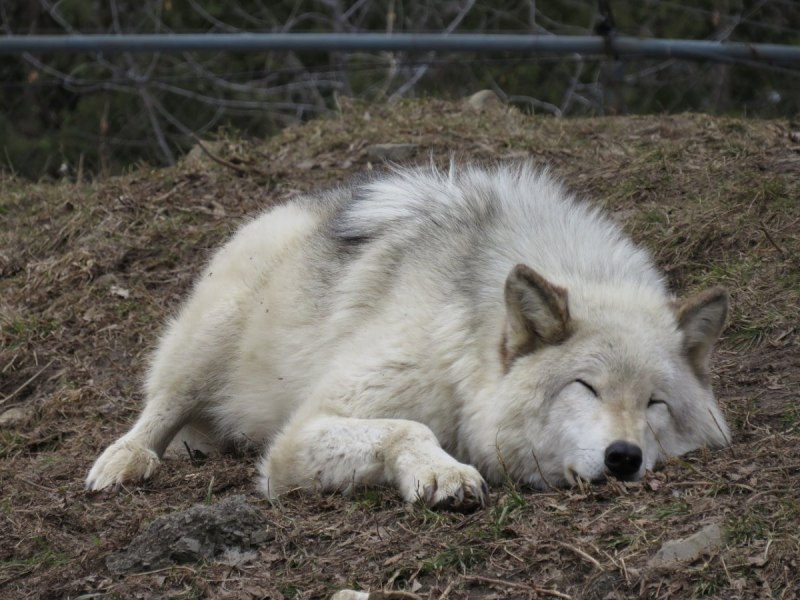 Canis Lupus ареал