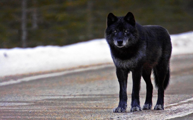 Canis Lupus baileyi