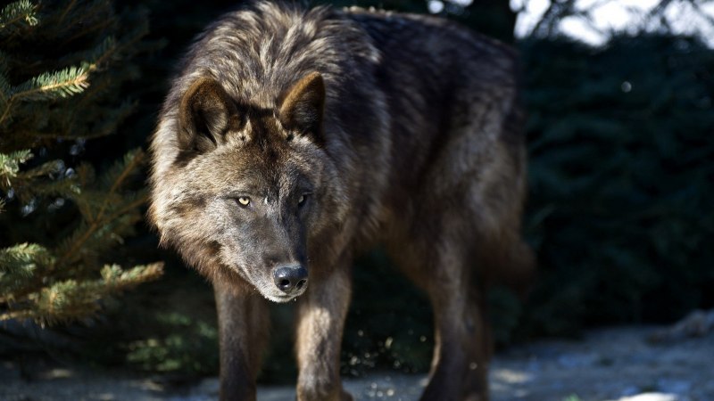 Akella Wolf