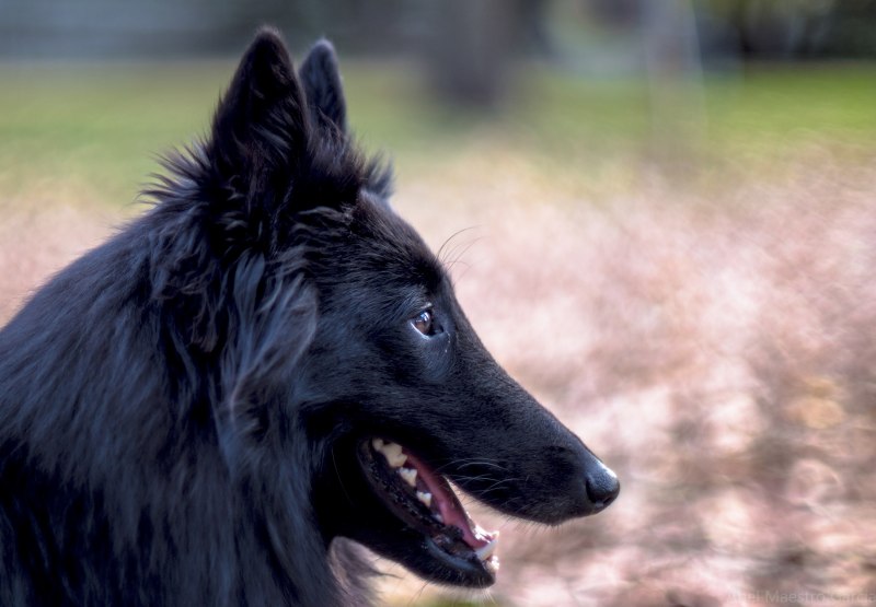 Mexican Wolf