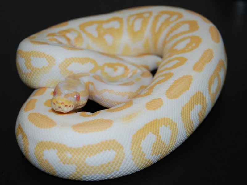 Королевский питон Albino