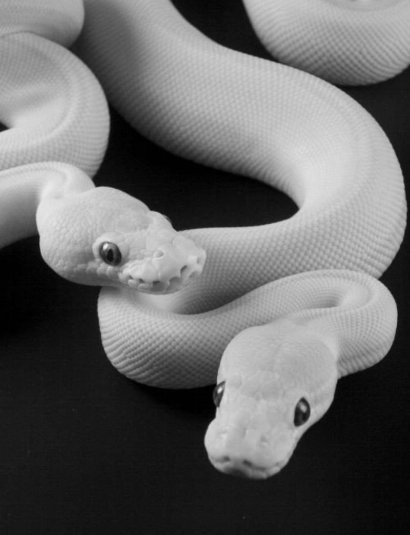 Королевская змея Калифорнийская Albino