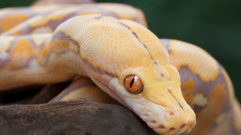 Королевский питон Albino