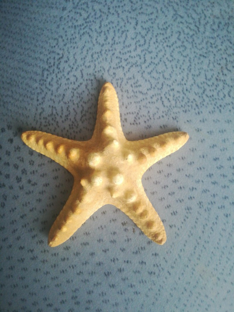 Морская звезда Lunckia Columbiae