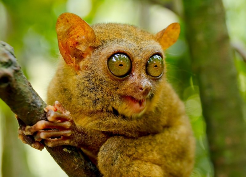 Долгопят Диана (Tarsius dentatus)