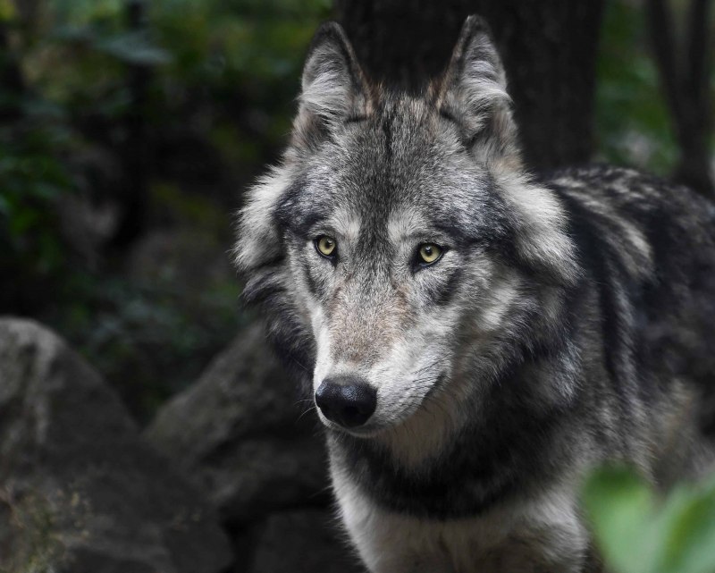 Canis Lupus irremotus