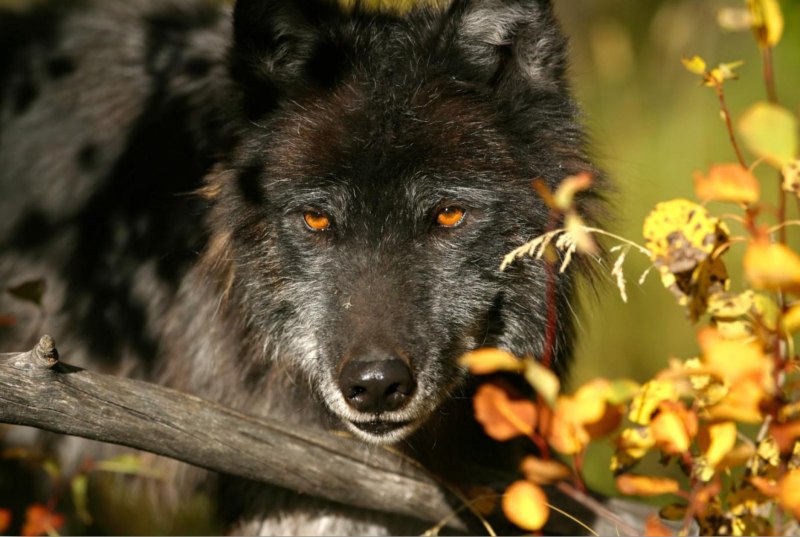 Country Wolf