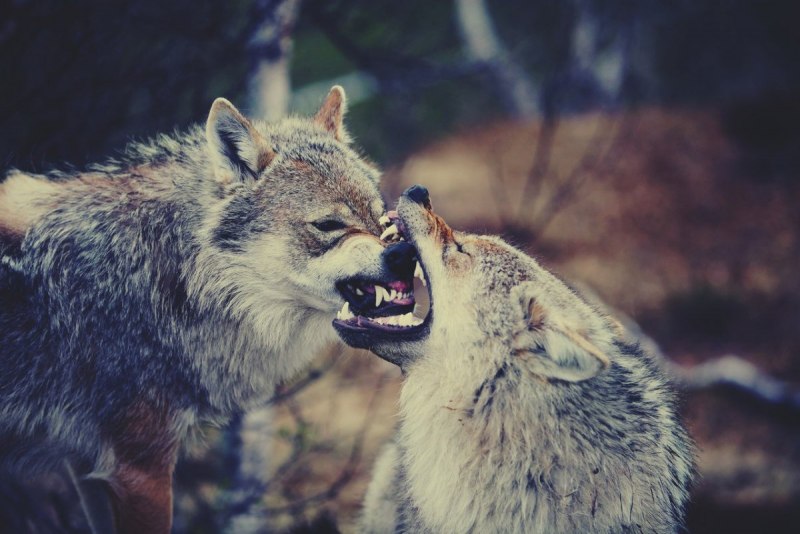 Norway’s Wolves