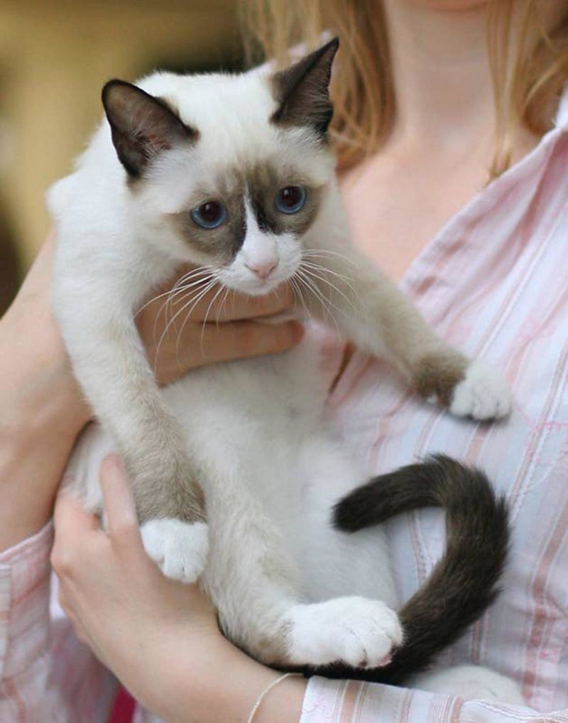 Тайская кошка
