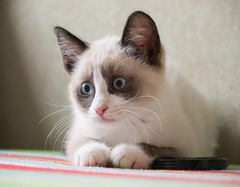 Сиамский кот Сноу Шу