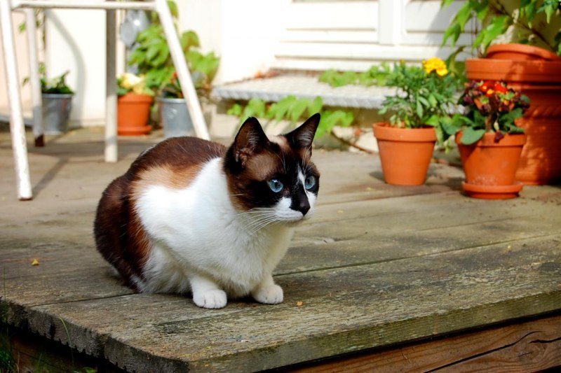 Королевский сиамский кот