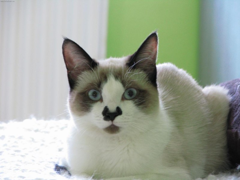 Тайская кошка