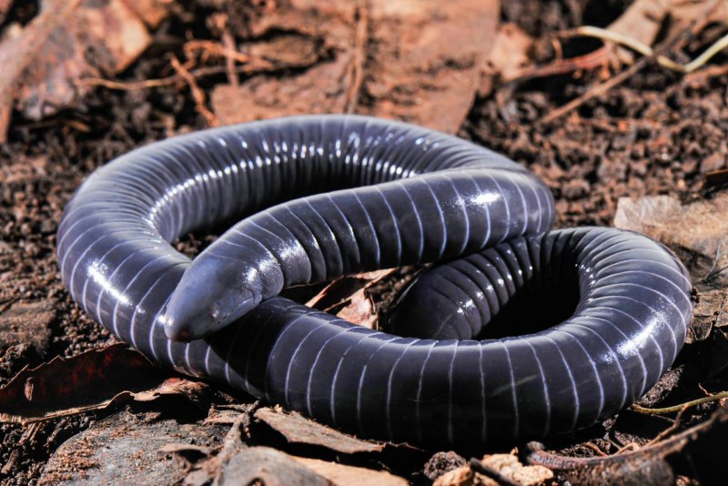 Typhlonectes Natans